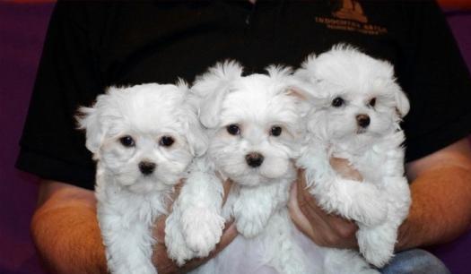 Regalo Mini Toy Cachorros Bichon Maltes