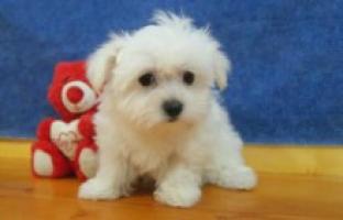 Regalo mini toy cachorros bichon maltes macho y hembra