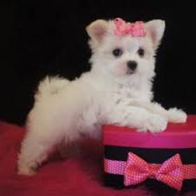 Regalo macho y hembra bichon maltes cachorros toys