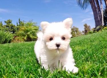 Regalo macho y hembra bichon maltes cachorros toys