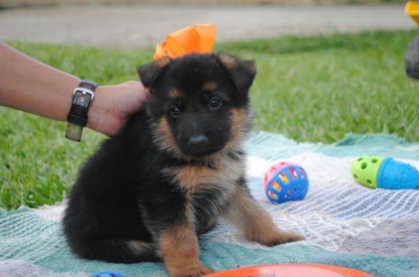 Regalo Fantastico Cachorros Pastor Aleman