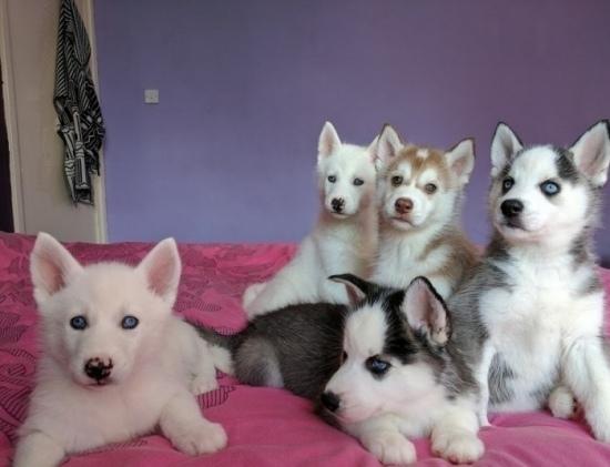 Cachorros de husky siberiano para regalo j