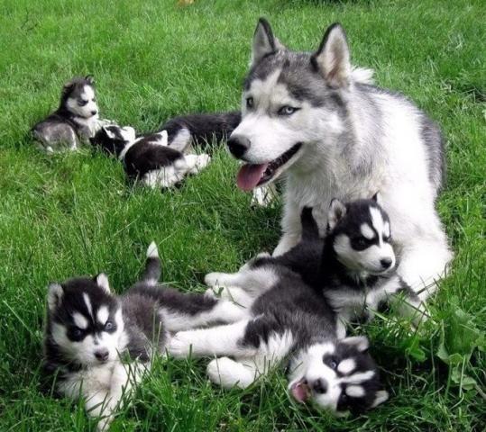 Regalo Preciosos Cachorros Husky Siberiano.tienes Vacunados