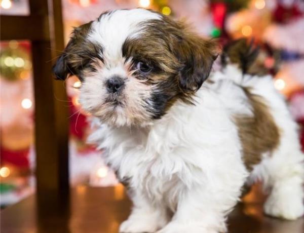 Regalo macho y hembra Shih tzu cachorros