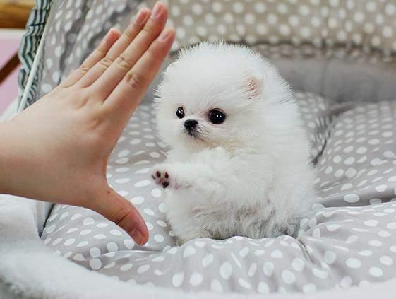 ADORABLE CACHORRO POMERRANIA REGALO PARA ADOOPCION