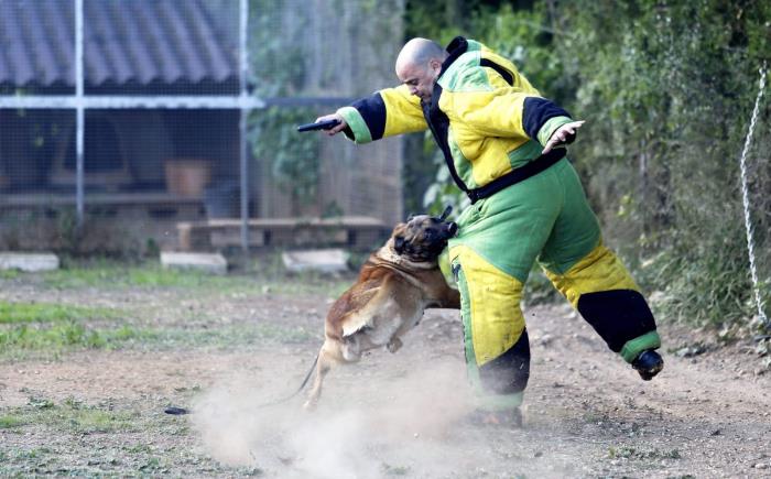 de rudy: adiestramiento canino