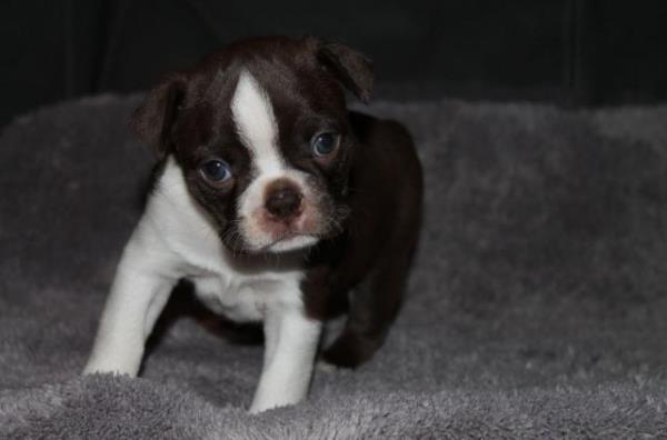 Regalo magnificent cachorros de Boxer