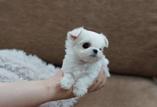 Regalo gratis bichon maltes cachorros toy mini