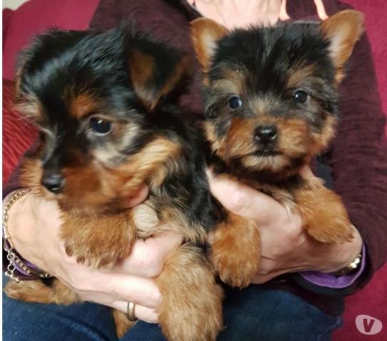 regalo Preciosos cachorritos de Yorkshire de tamaño Toy