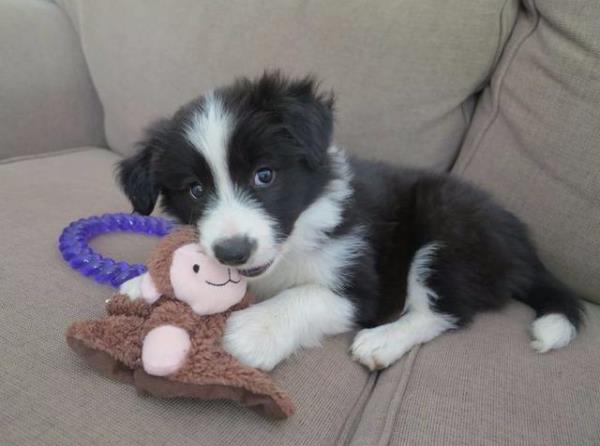 Regalo Excelente cachorros Border Collies