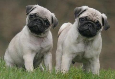 Regalo Cachorros Carlino Pug