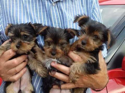 Regalo Casa tren Yorkshire mini juguete Para Su Adopción