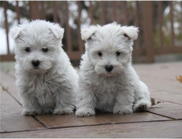 Regalo macho y hembra Westy terrier cachorros