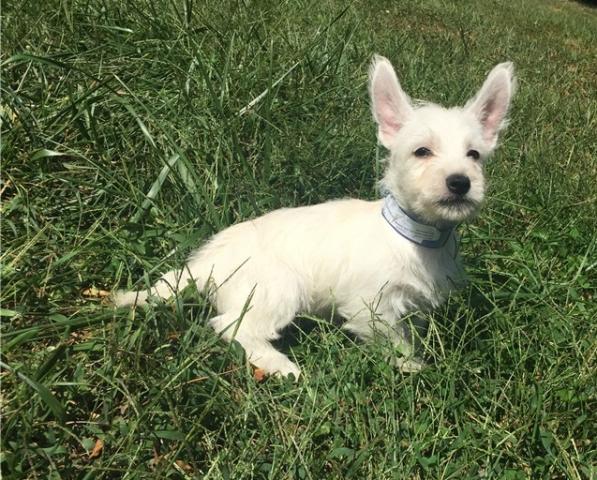 Regalo macho y hembra Westy terrier cachorros