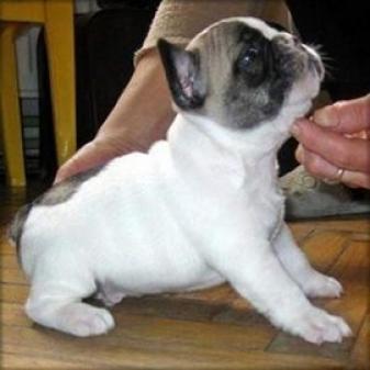 Regalo cachorros bulldog frances en adopcion