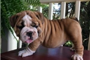 REGALO CAMADA BULLDOG INGLES