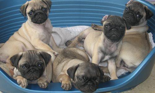 Regalo Cachorros Carlino Pug