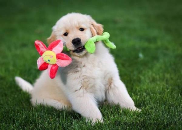 Regalo Impresionate Cachorros Golden Retriever