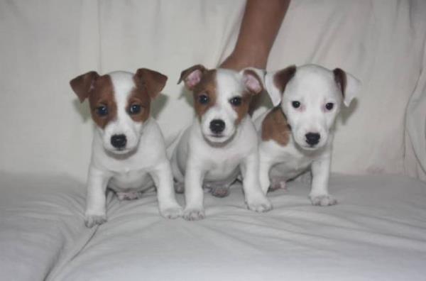 Regalo Cachorros Cachorros Jack Russell