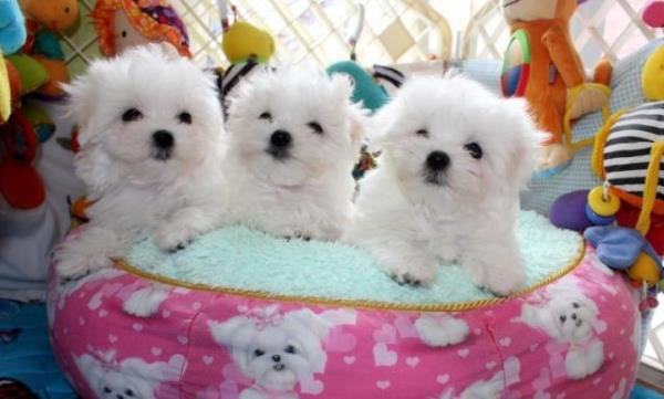 Regalo macho y hembra Bichon maltes cachorros