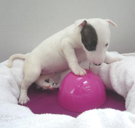 Regalo Preciose cachorros bull terrier en listos