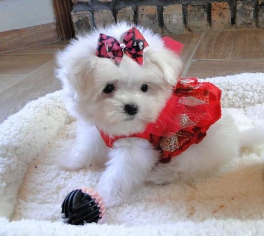 Regalo preciose cachorros Bichon maltes mini toy gratis