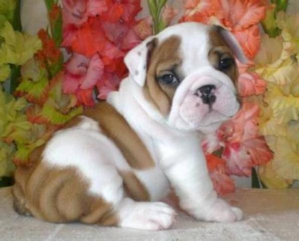 regalo Excelentes cachorros de bulldog ingles, machos y hembras