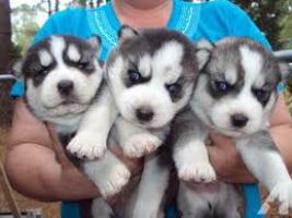 Regalo CACHORROS HUSKY SIBERIANO