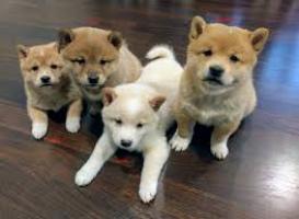 Regalo Excelente cachorros Shiba Inu