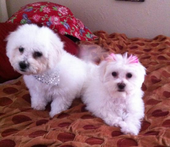 Regalo Mini Toy Cachorros Bichon Maltes