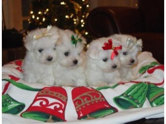 Regalo gratis bichon maltes cachorros toy mini