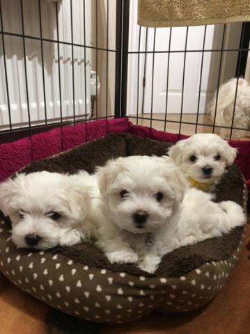 Regalo cachorros de bichon maltes en adopción