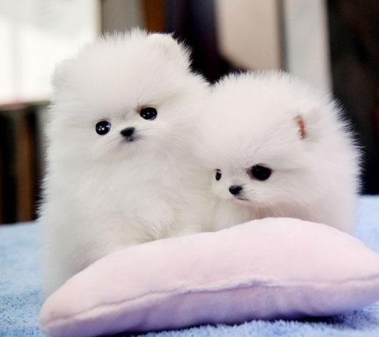 Regalo Cachorros Lulu Pomeranian Mini Toy para su adopcion libre,