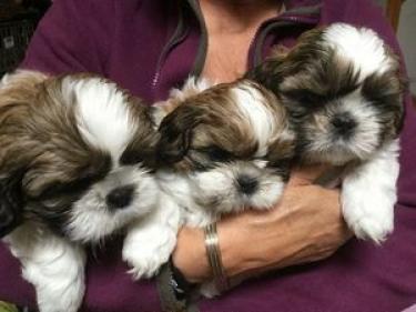 Regalo cachorros de Shih Tzu