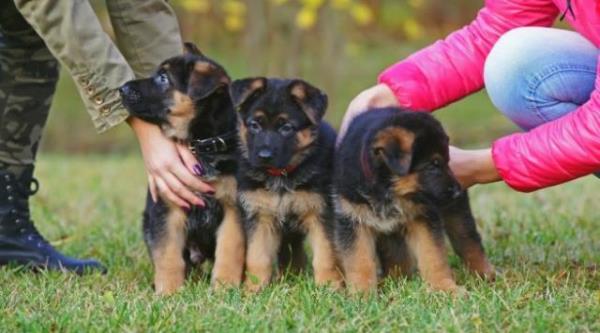 Regalo Fantastico Cachorros Pastor Aleman