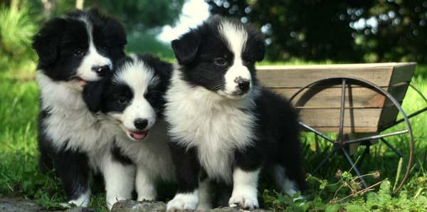 Regalo Excelente cachorros Border Collies