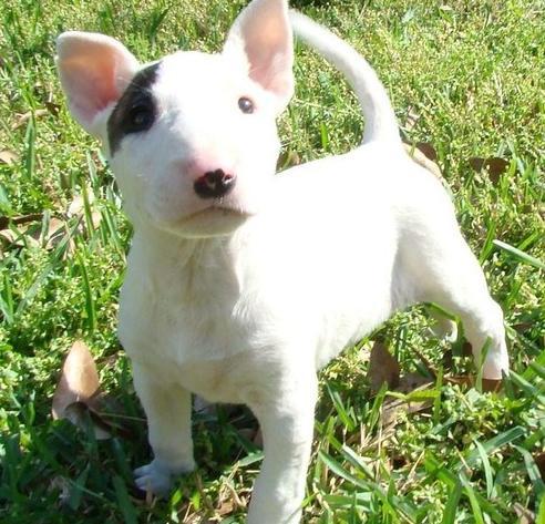 Regalo Economicos Cachorros Bull Terrier