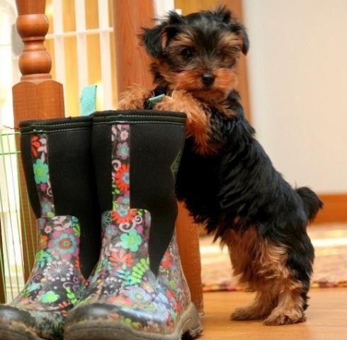 Regalo yorkie de cachoro para adopción