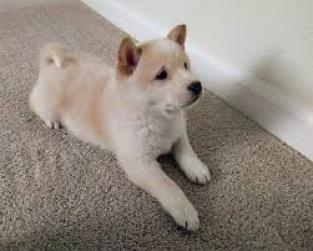 Regalo cachorros shiba inu disponibles