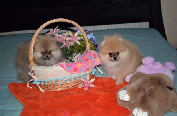 Regalo Pomeranian Para Adopción