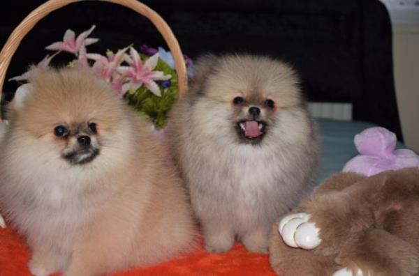 Regalo Pomeranian Para Adopción