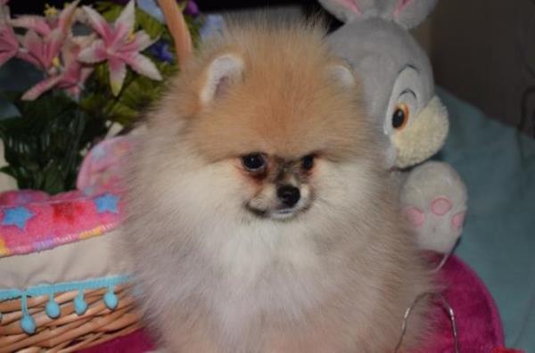 Regalo Pomeranian Para Adopción