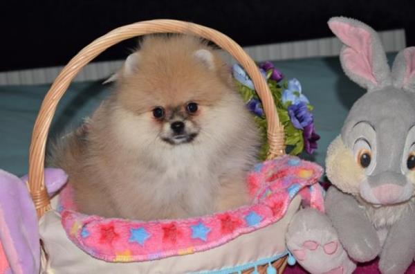 Regalo Pomeranian Para Adopción