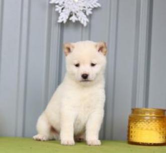 Regalo Akc Shiba Inu Cachorros Para Adopción