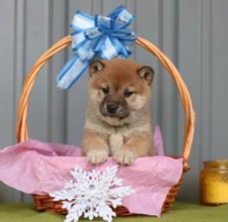 Regalo Akc Shiba Inu Cachorros Para Adopción