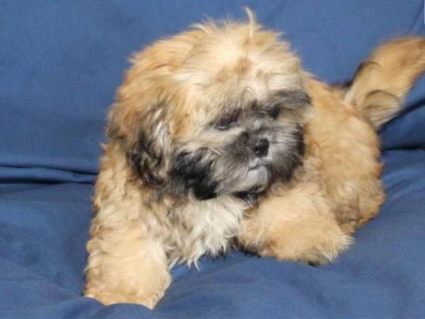 Regalo cachoro de shih tzu para adopción