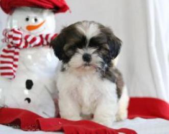 Regalo cachoro de shih tzu para adopción