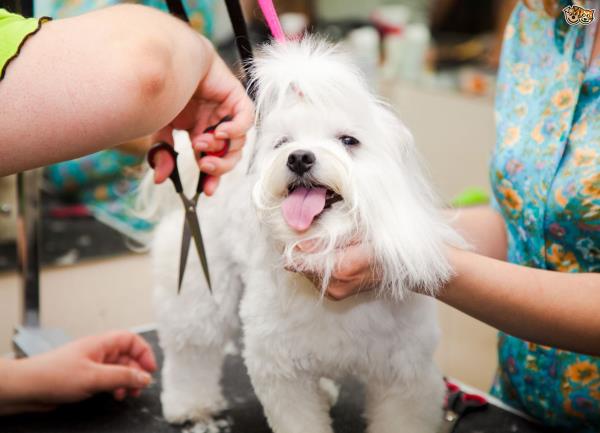  Peluquero canino