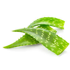 te gustaria trabajar con productos de aloe?