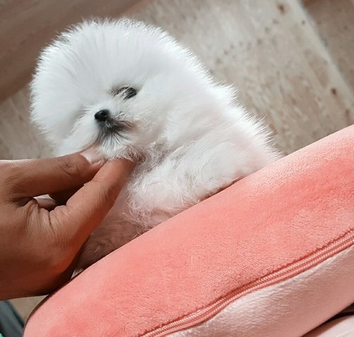 preciosos cachorros de pomeranian machos y hembras